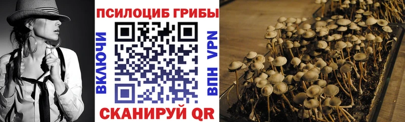 Купить закладки  Жердевка  Псилоцибиновые грибы Cubensis 